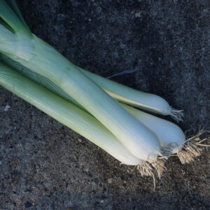 oignon blanc en botte (