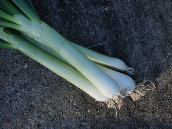 oignon blanc en botte (
