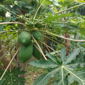 papaye verte
