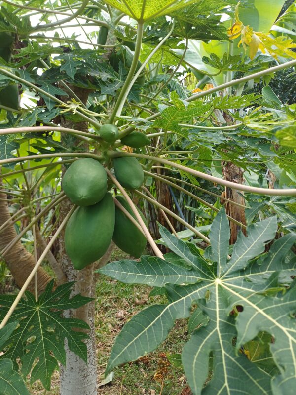 papaye verte
